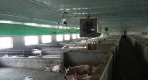 畜牧養殖業消毒，廠家直銷，解決方法-廣東中辰